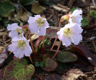 Shortia uniflora Sämling