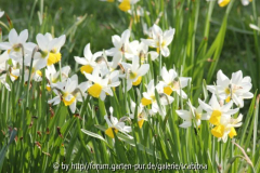 Narzisse 'Jack Snipe'