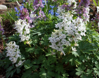 Corydalis solida weiss