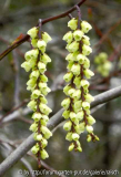 Stachyurus chinensis2