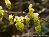Corylopsis sinensis3