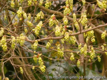 Corylopsis sinensis1
