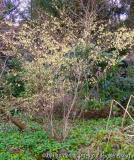 Corylopsis pauciflora1