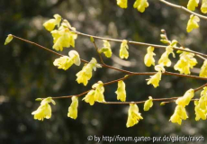 Corylopsis pauciflora2