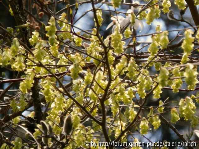 Corylopsis gotoana