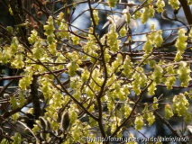 Corylopsis gotoana= glabrescens
