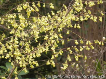 Corylopsis pauciflora3