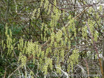 Stachyurus chinensis 1