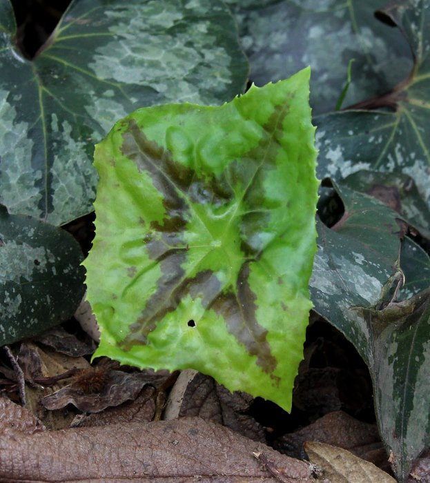 Podophyllum difforme