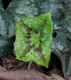 Podophyllum difforme