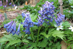 Corydalis species