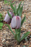 Fritillaria tubiformis