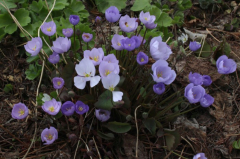 Jeffersonia dubia mix