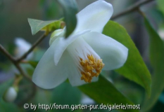 Longicarpa april13.jpg