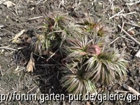 Paeonia tenuifolia April 2013