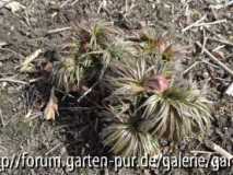 Paeonia tenuifolia April 2013