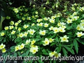 Aneone lipsiensis April 2013