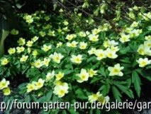 Aneone lipsiensis April 2013