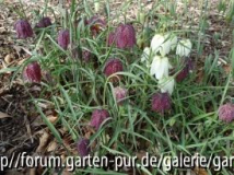 Fritillaria meleagris April 2013