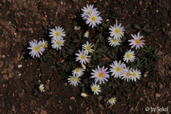 Anemone apennina 20130414 (1).jpg