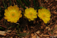 Adonis amurensis 20130416 (1).jpg