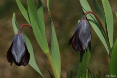 Fritillaria armena 20130414.jpg