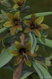Frit_ sewerzowii Brown Eyes 20130417.jpg