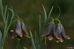 Frit_ pinardii Ole Sonderhouse 20130417