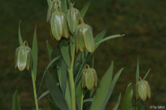 Frit_ hermonis hermonis 20130417.jpg