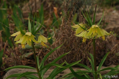 Fritillaria raddeana 20130416.jpg