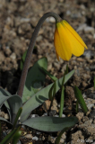 Fritillaria pudica 20130414.jpg