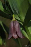 Fritillaria minuta 20130414.jpg