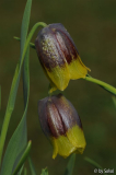 Fritillaria michailowskyi 20130417.jpg
