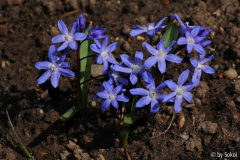 Scilla bifolia 20130414.jpg