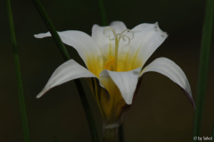 Romulea bulbucodioides 20130417.jpg