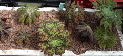 Podophyllum delavayi