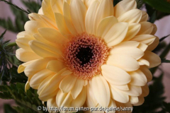 Gerbera