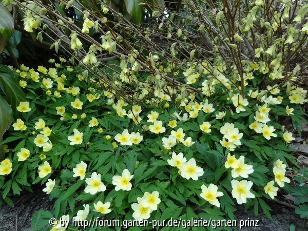 Anemone lipsiensis mit Corylopsis pauciflora