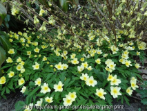 Anemone lipsiensis mit Corylopsis pauciflora