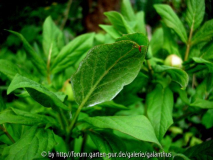 Paeonia steveniana