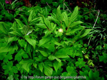 Paeonia steveniana