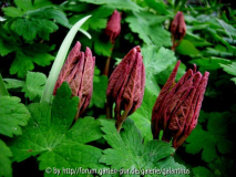 Paeonia obovata Austrieb