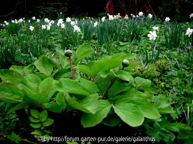 Paeonia mascula subsp. mascula Knospen