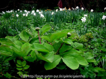 Paeonia mascula subsp. mascula Knospen