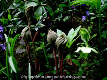 Paeonia officinalis Austrieb