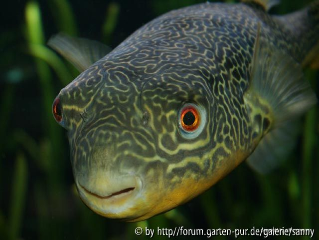 der neugierige Fisch