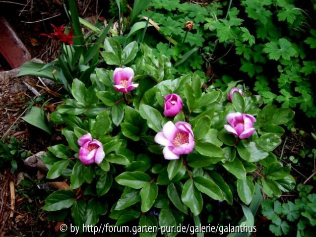 Paeonia corsica 19. 4. 2013