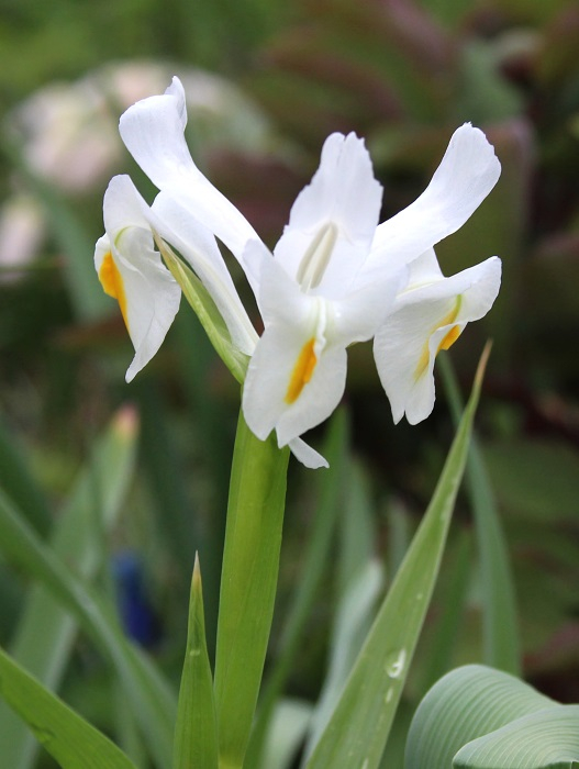 Iris magnifica