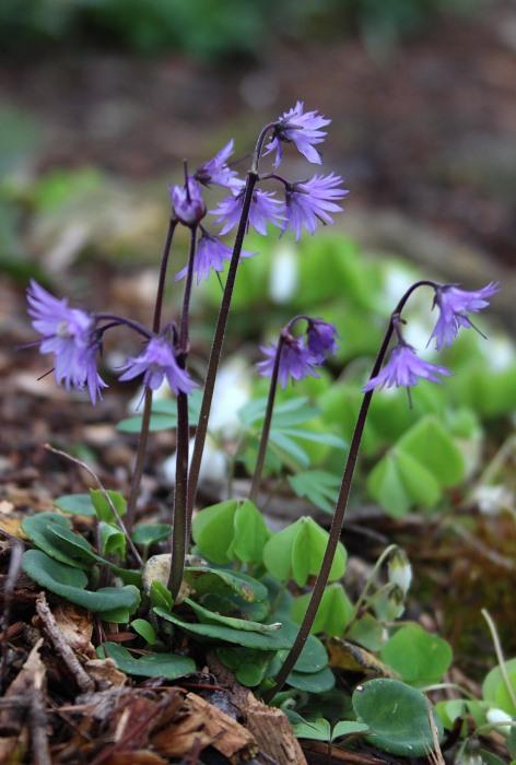 Soldanella montana