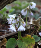 Soldanella montana weiss